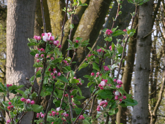 Obstbaumblüte