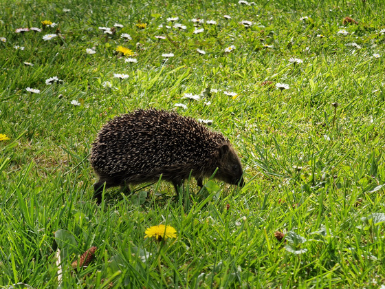 Igel