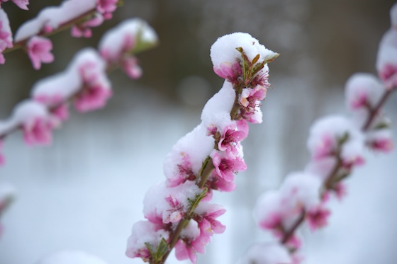 Pfirsichblüte im Schnee