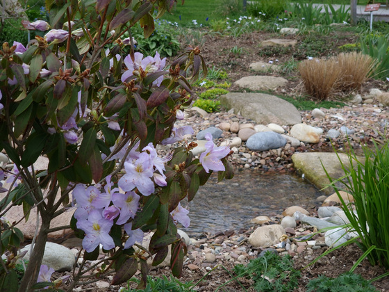 Rhododendron