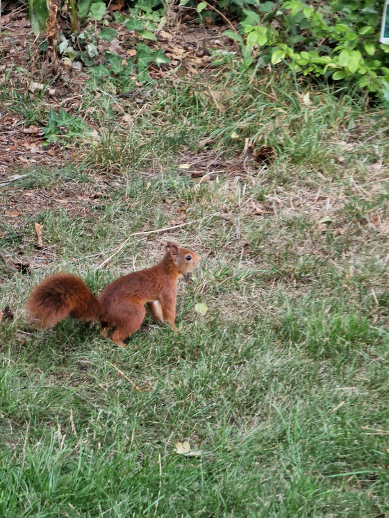 Eichhörnchen