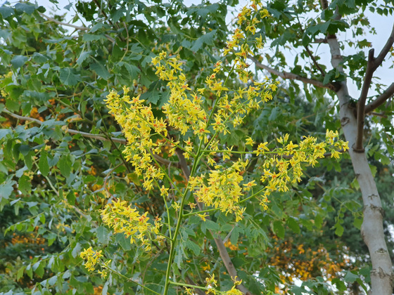 filigrane Blüten des Blasenbaums