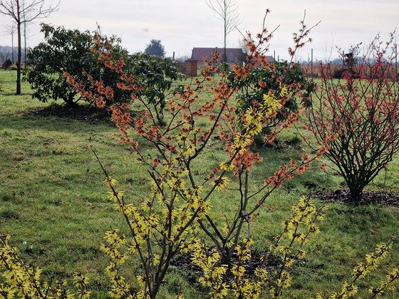 blühende Zaubernuss