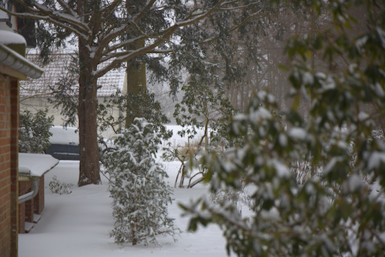 Schnee im Vorgarten