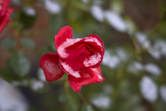 Rosenblüte im Schnee