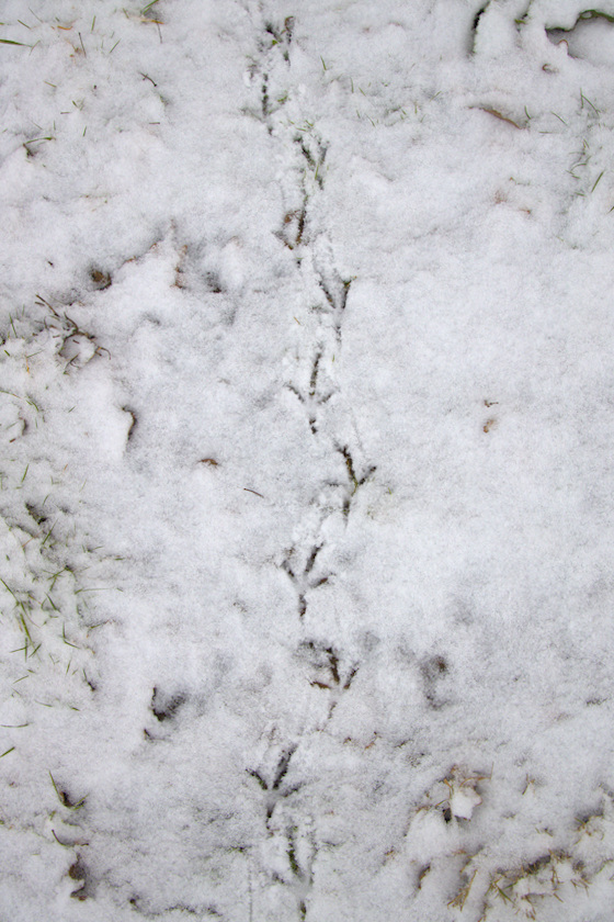 Vogelspuren im Schnee