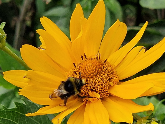 Biene auf Blüte