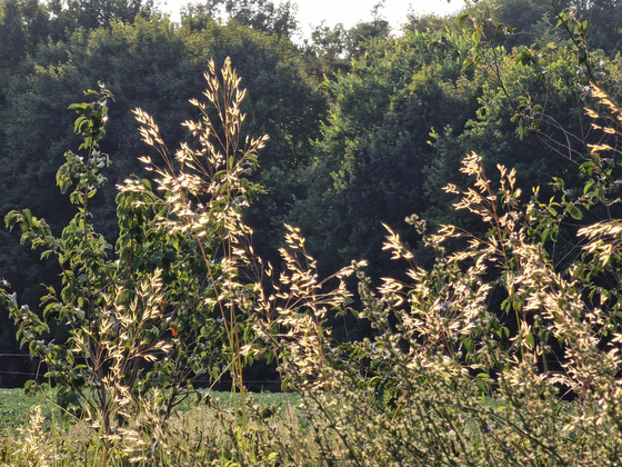 Sommergräser