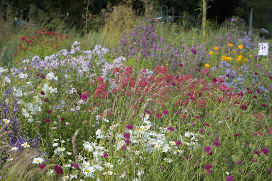 Blüten im Gräsermeer