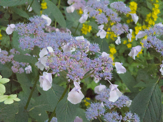 Hortensienblüte