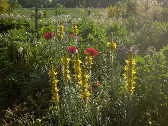 Mohn im Gegenlicht