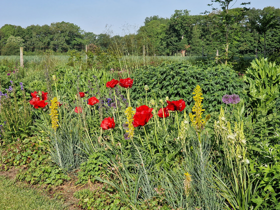 Mohnblüte im Gräsergarten