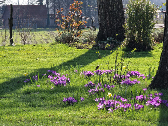 leuchtende Krokusse