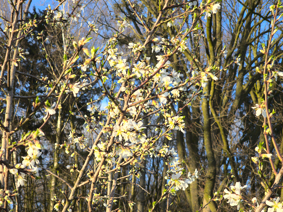 Mandelblüte